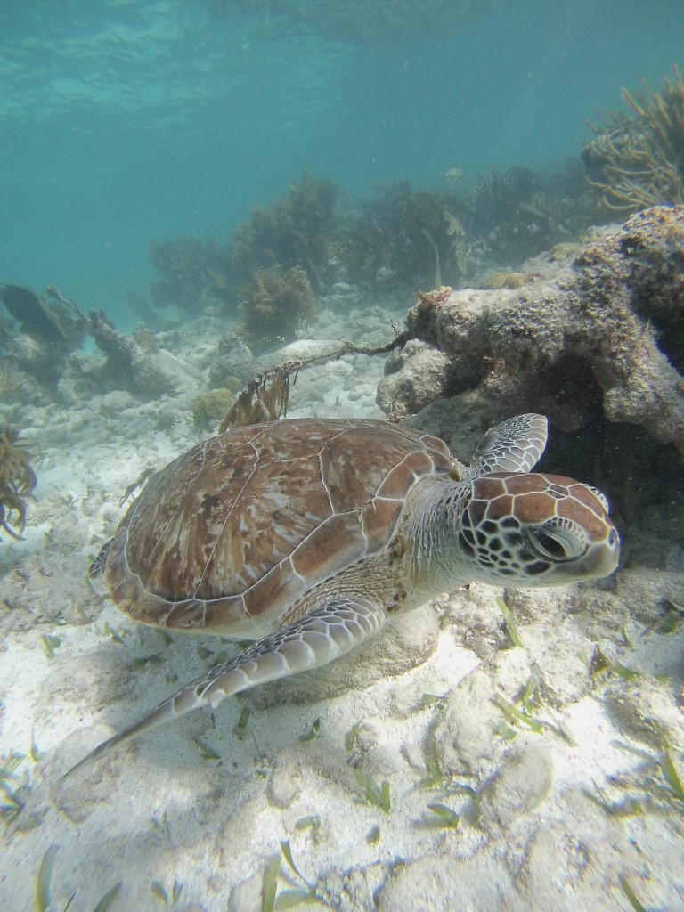 plongée en apnée dans les Keys en Floride