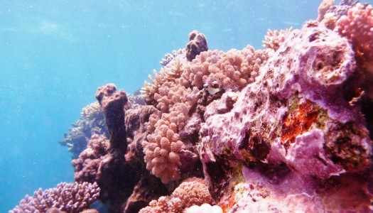 Down Under dans la Grande Barrière de corail
