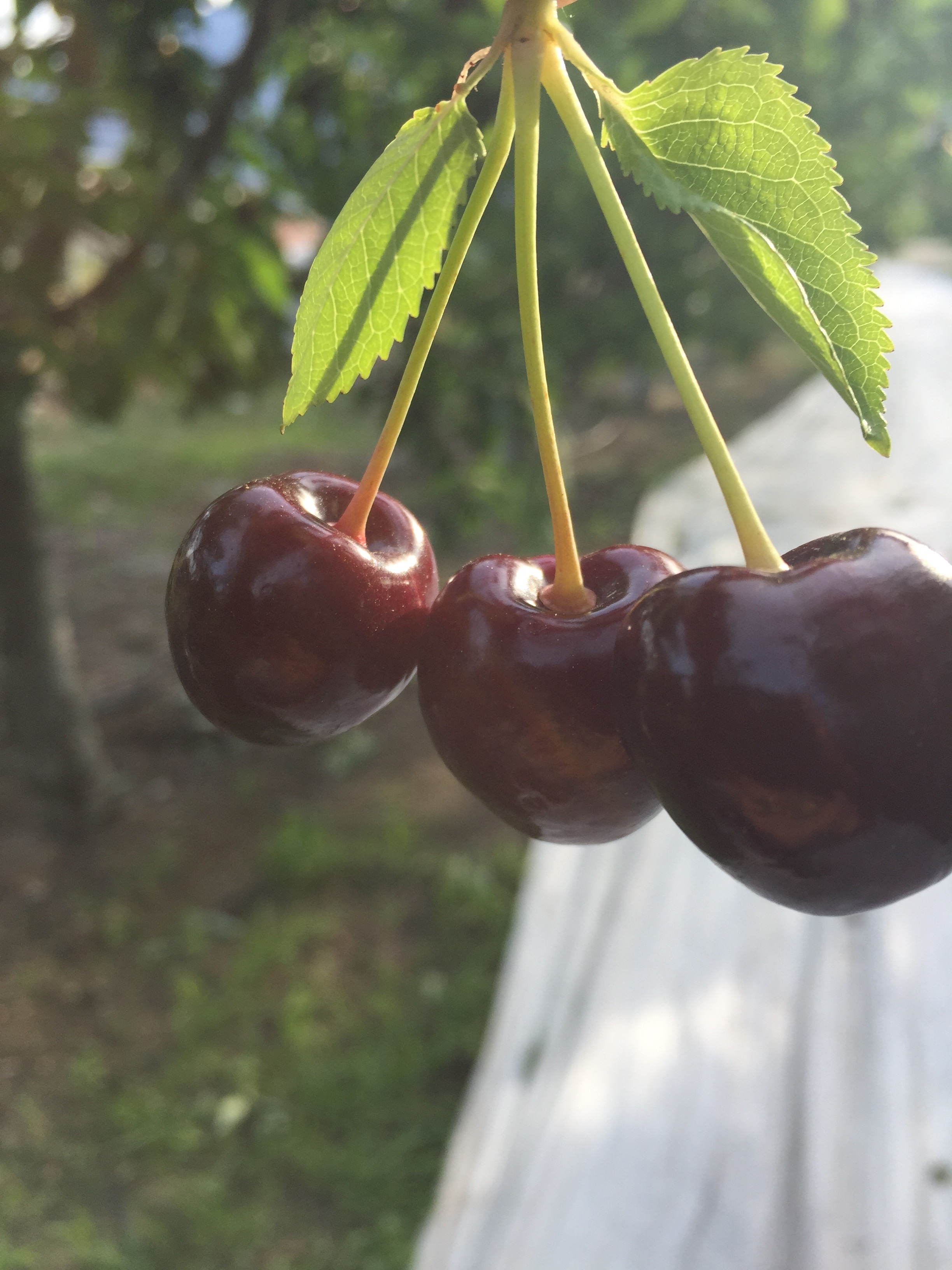 «Cherry picking » 101 dans l’Ouest canadien