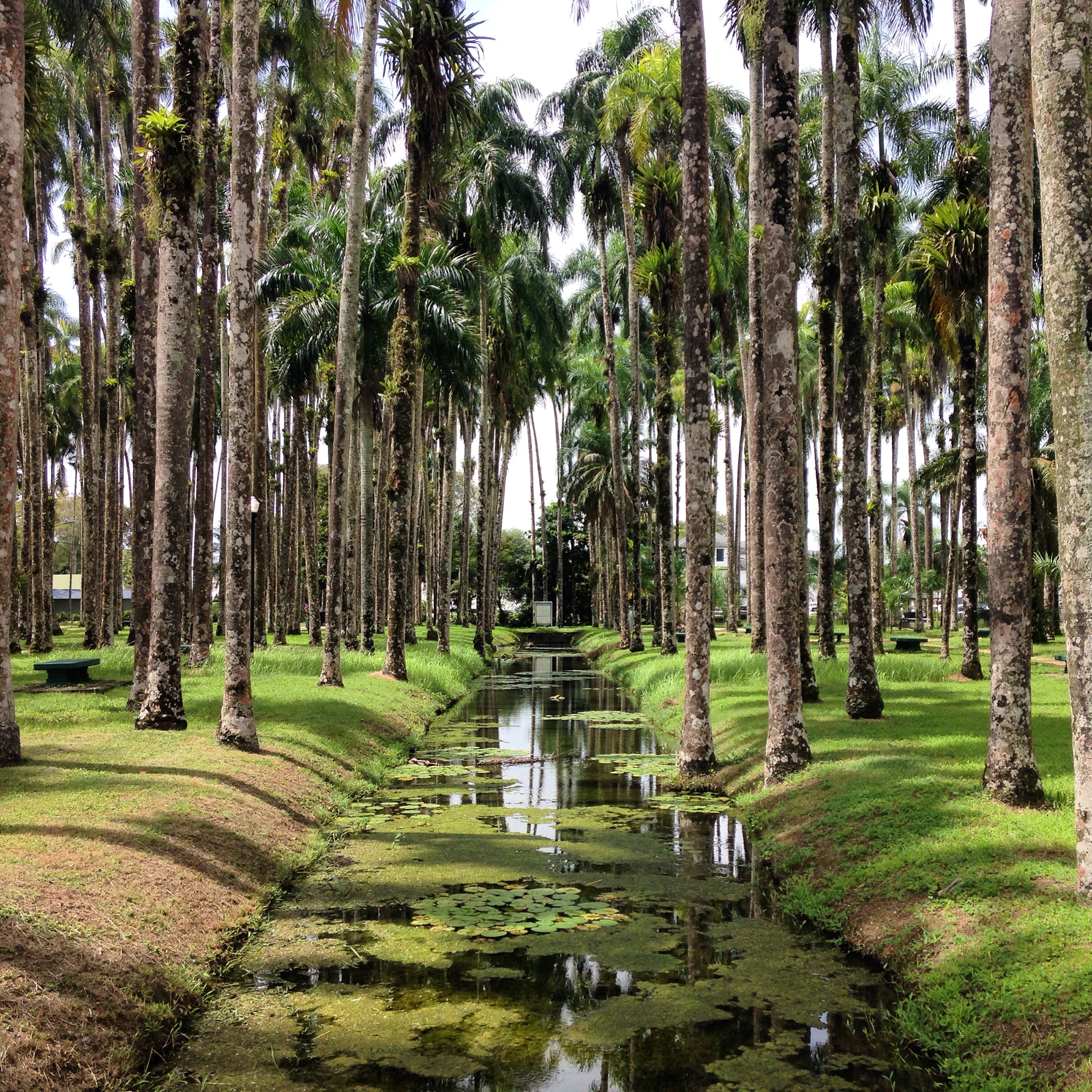 5 raisons de visiter Paramaribo