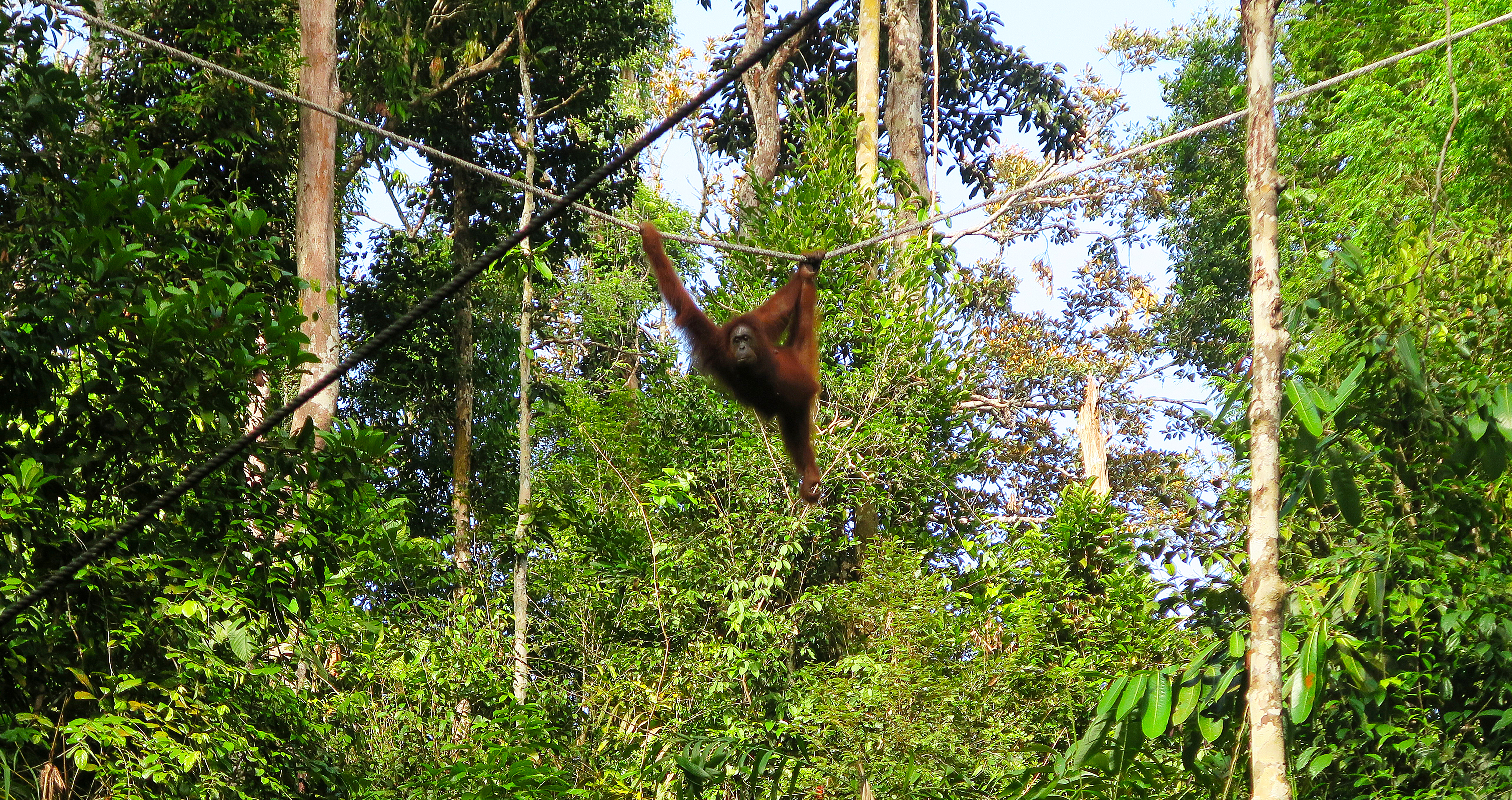 Les singes de Bornéo : un incontournable de la Malaisie!