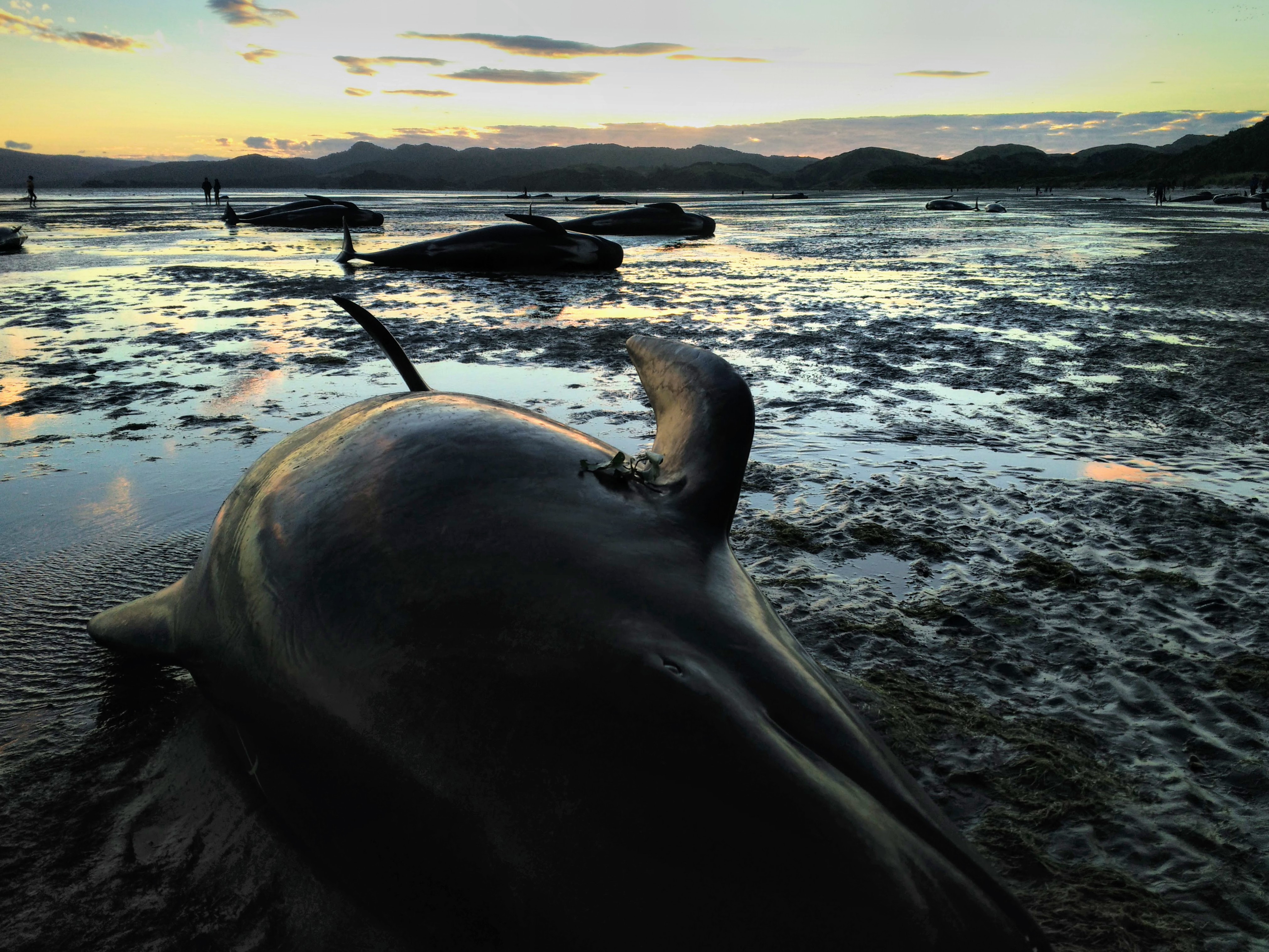 Sauvetage de baleines en Nouvelle-Zélande