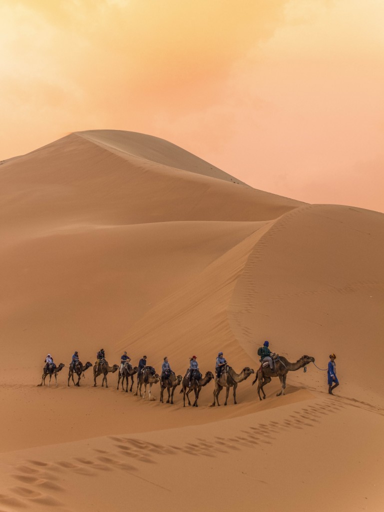 Dromadaires du Sahara, Maroc