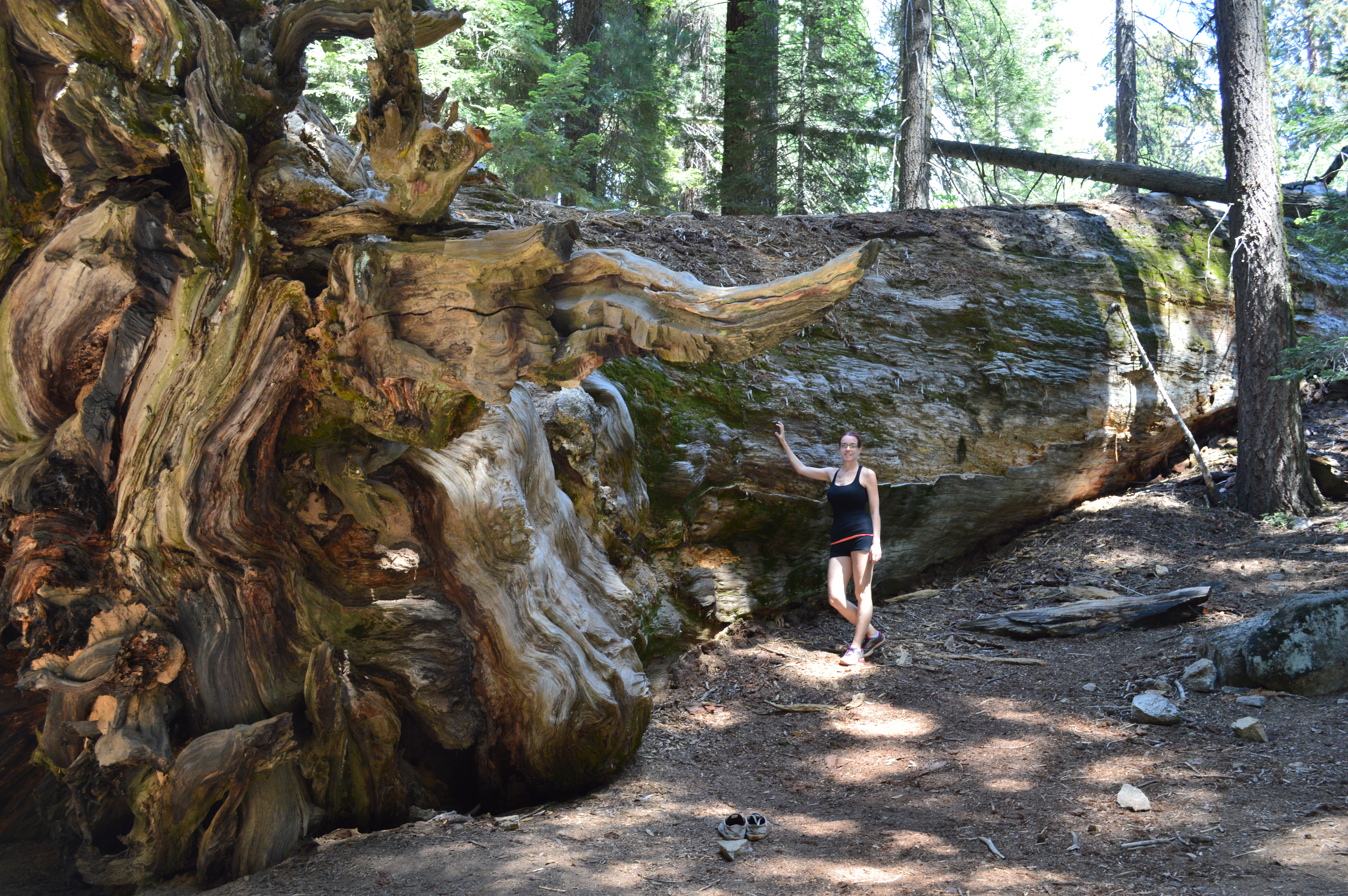 Sequoia National Park : des arbres plus grands que nature!