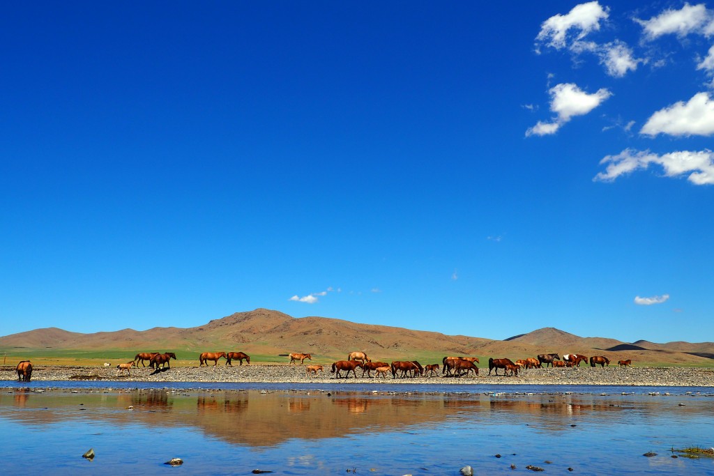 La Mongolie à cheval : les chevaux sauvages