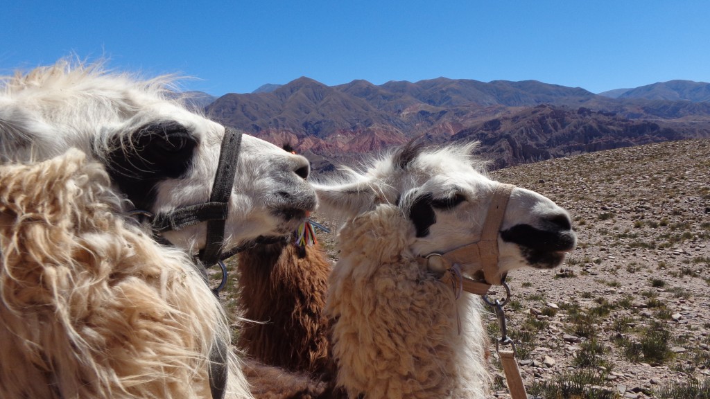 Fiers lamas argentins sur fond de montagnes colorées