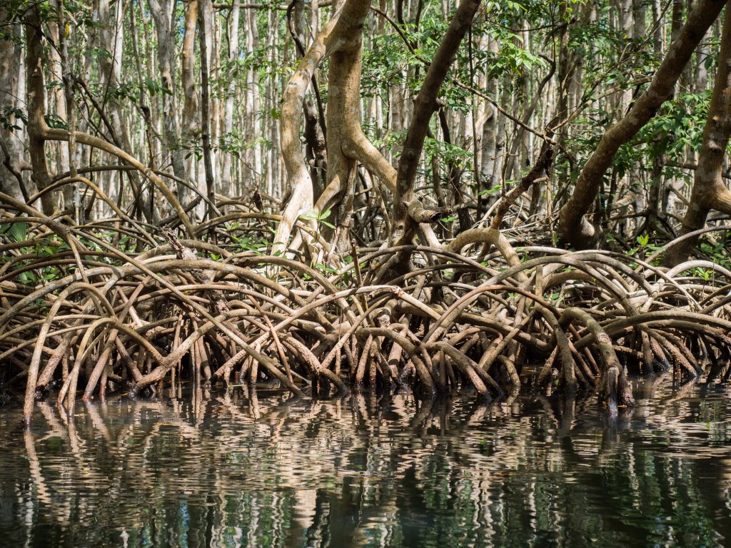 mangrove , guadeloupe