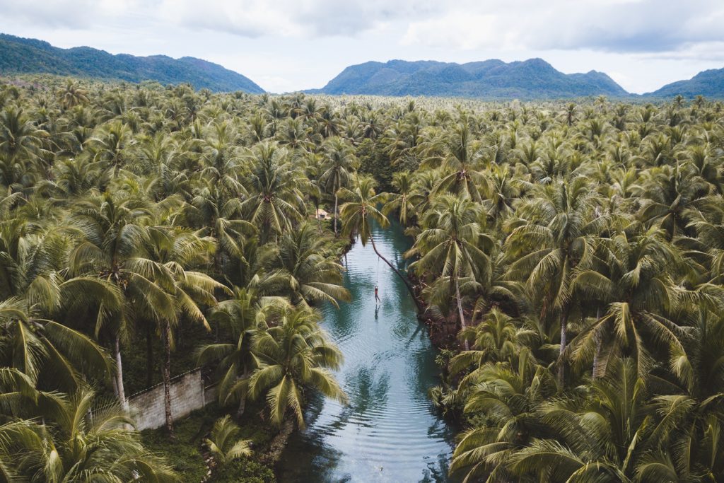 Palmiers aux Philippines