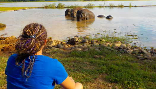 Donner une 2e chance aux éléphants du Laos