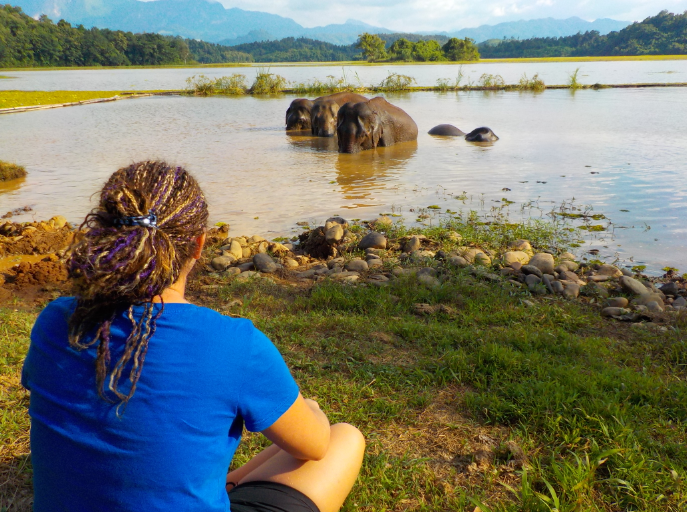 Donner une 2e chance aux éléphants du Laos