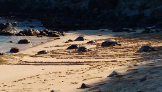 Les meilleures plages pour voir les tortues en liberté sur Big Island