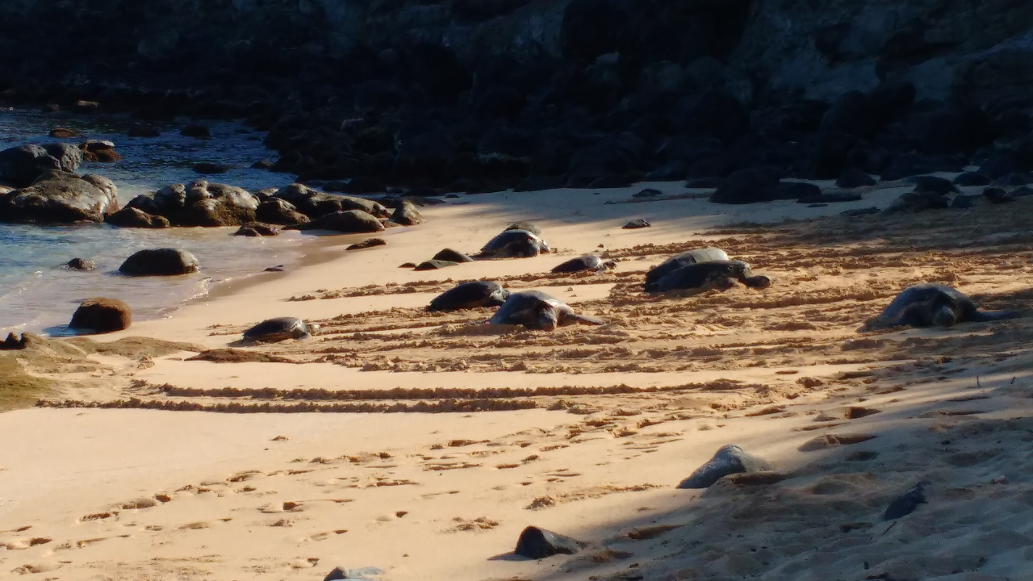 Les meilleures plages pour voir les tortues en liberté sur Big Island
