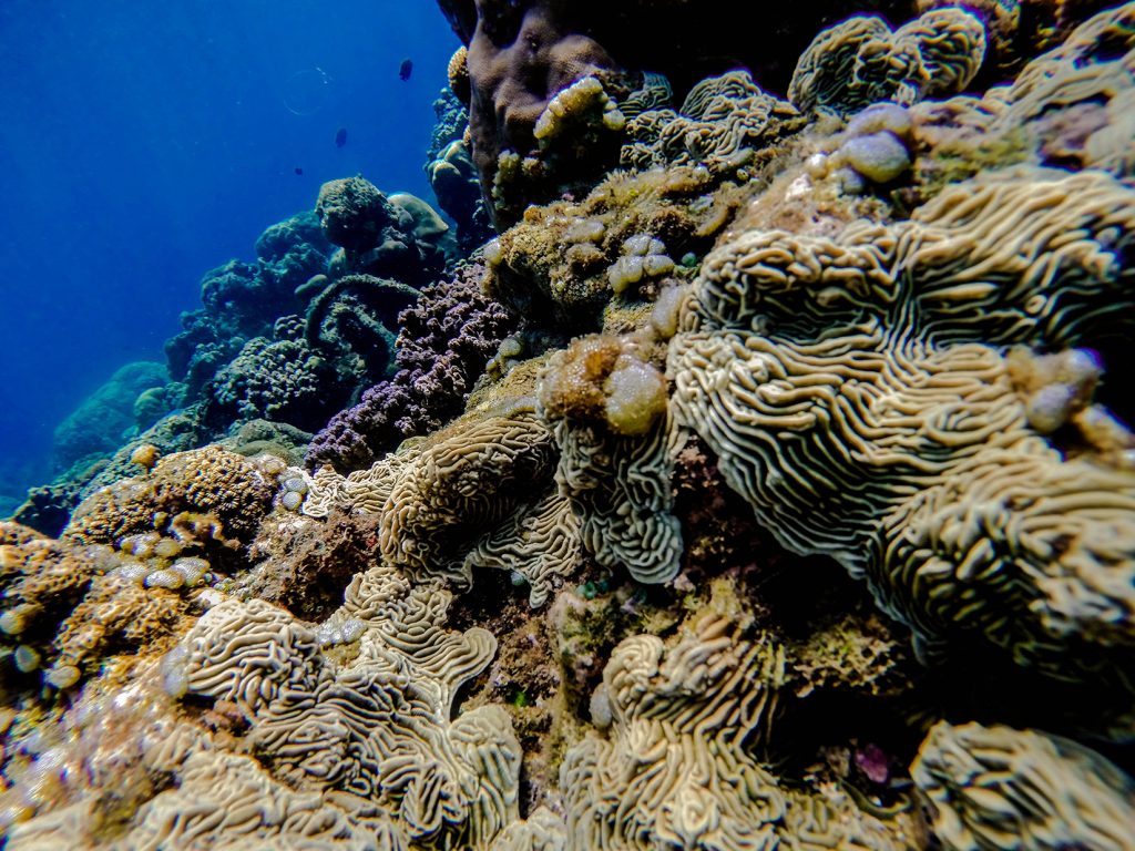 La vie marine est en santé à Amed, coraux,bali,indonesie