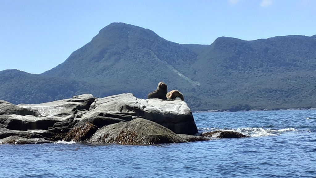 Phoques sur un rocher à Raul Marin Balmaceda au Chili