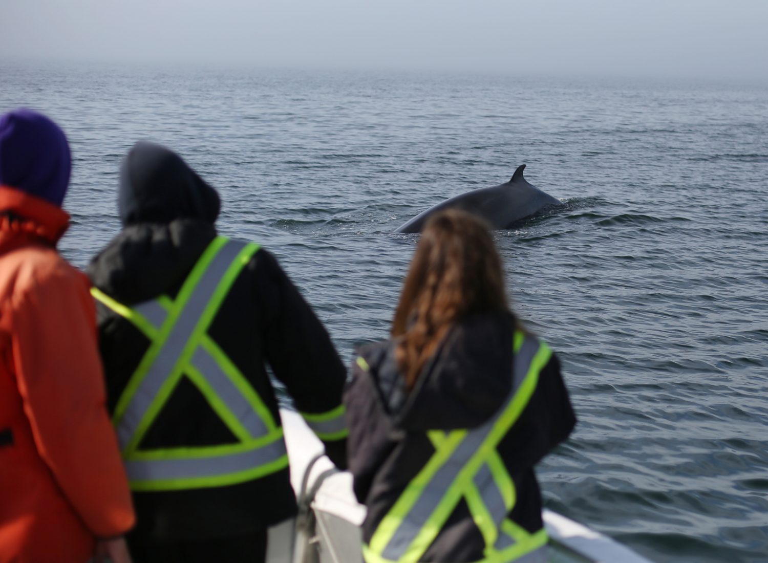 Expédition aux baleines du Québec