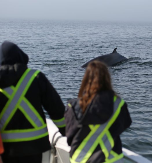 Expédition aux baleines du Québec