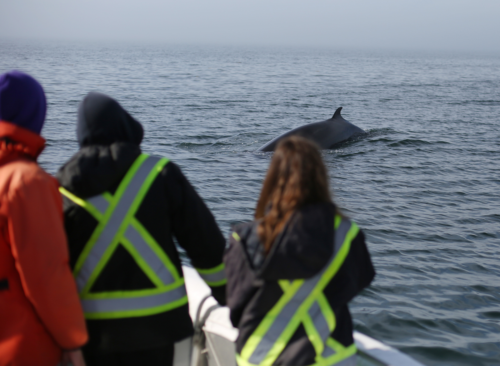 Une rencontre fascinante avec les baleines de Tadoussac