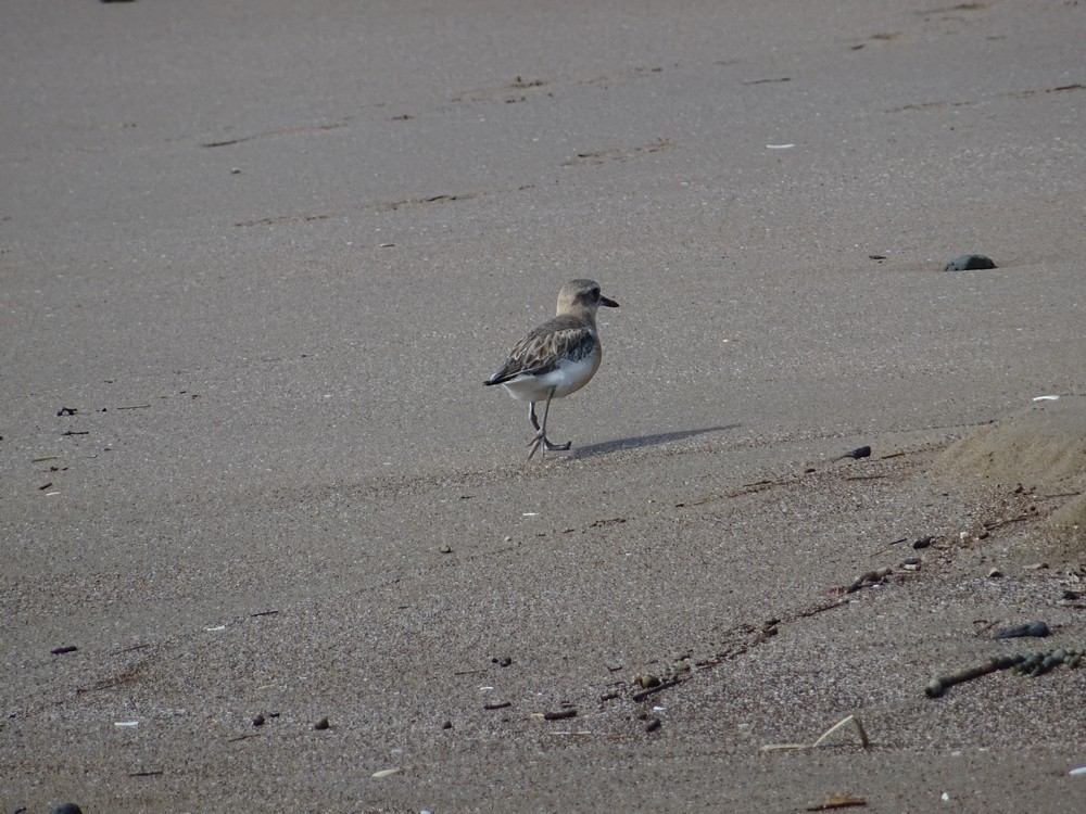 oiseau marchant sur la plage