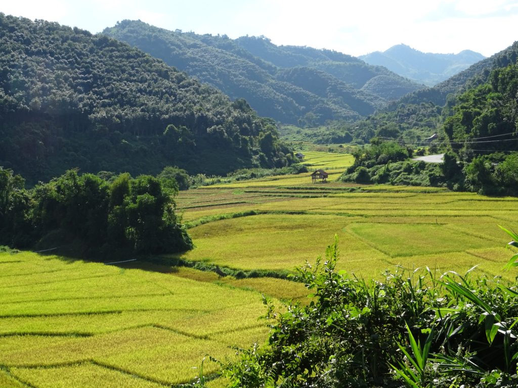 rizières au Laos