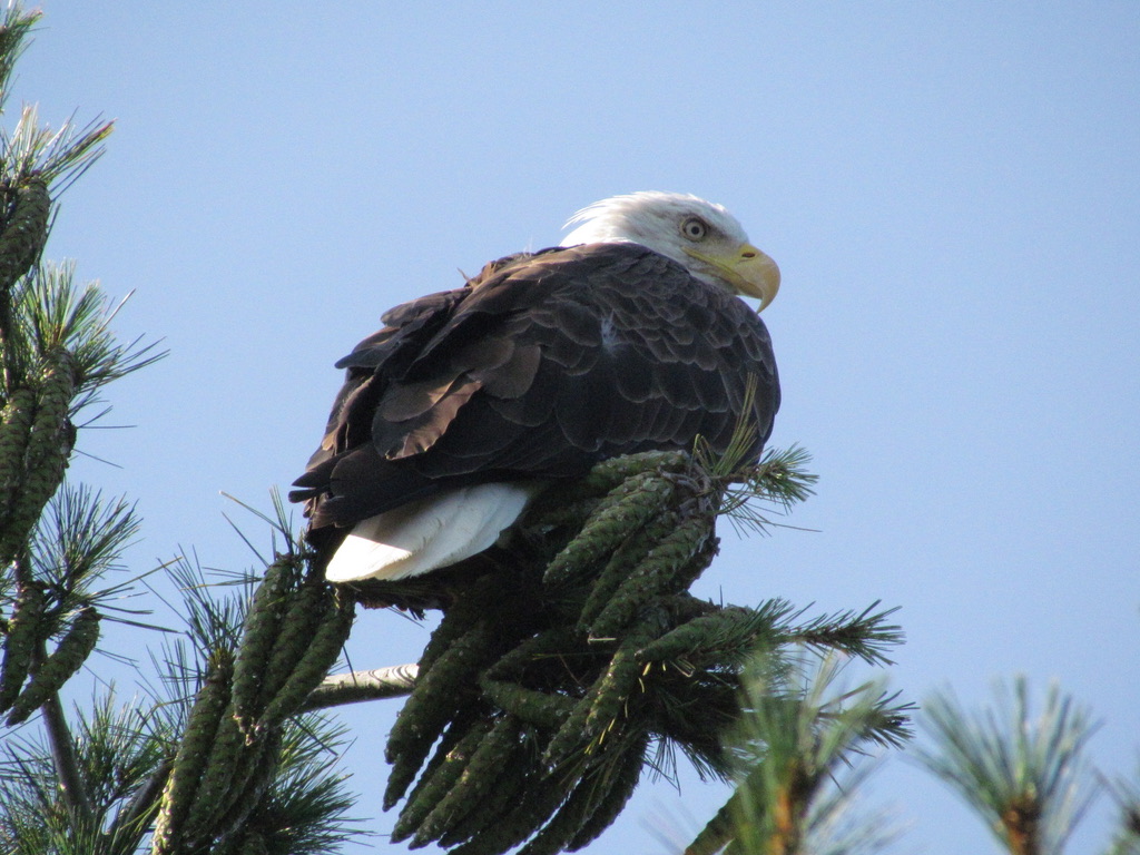 Parc National de Frontenac, Aigle à tête blanche