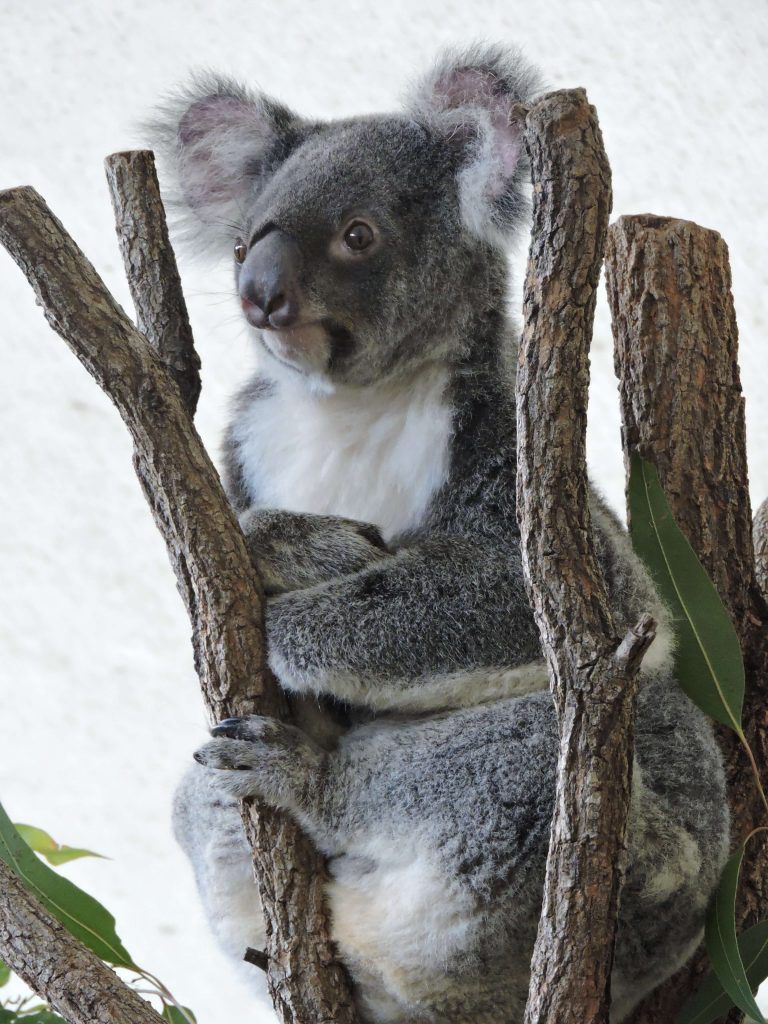 Koala à Brisbane, destination de mon échange étudiant
