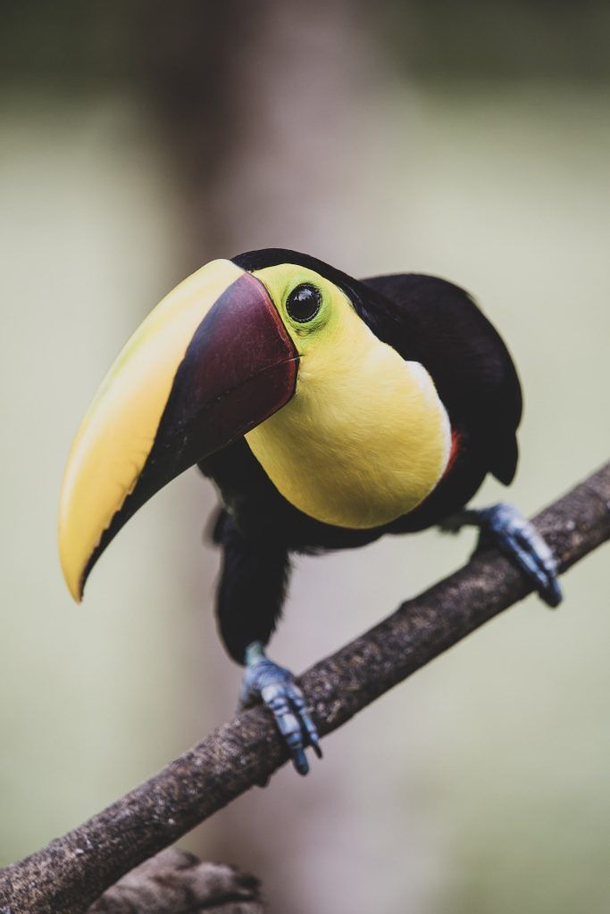 Écotourisme: un mode de vie courrant au Costa Rica.