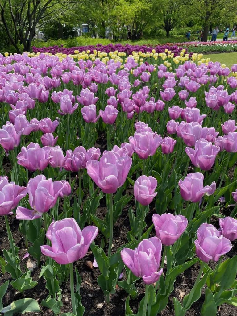 Festival des tulipes à Ottawa