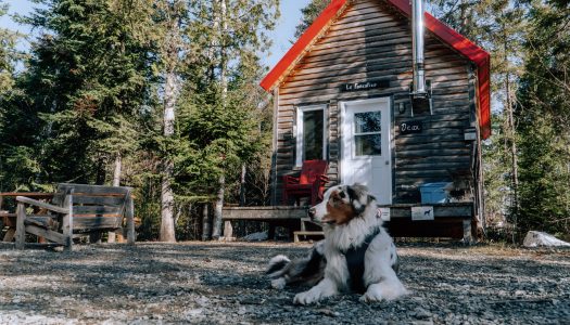 6 lieux uniques où séjourner avec son chien au Québec