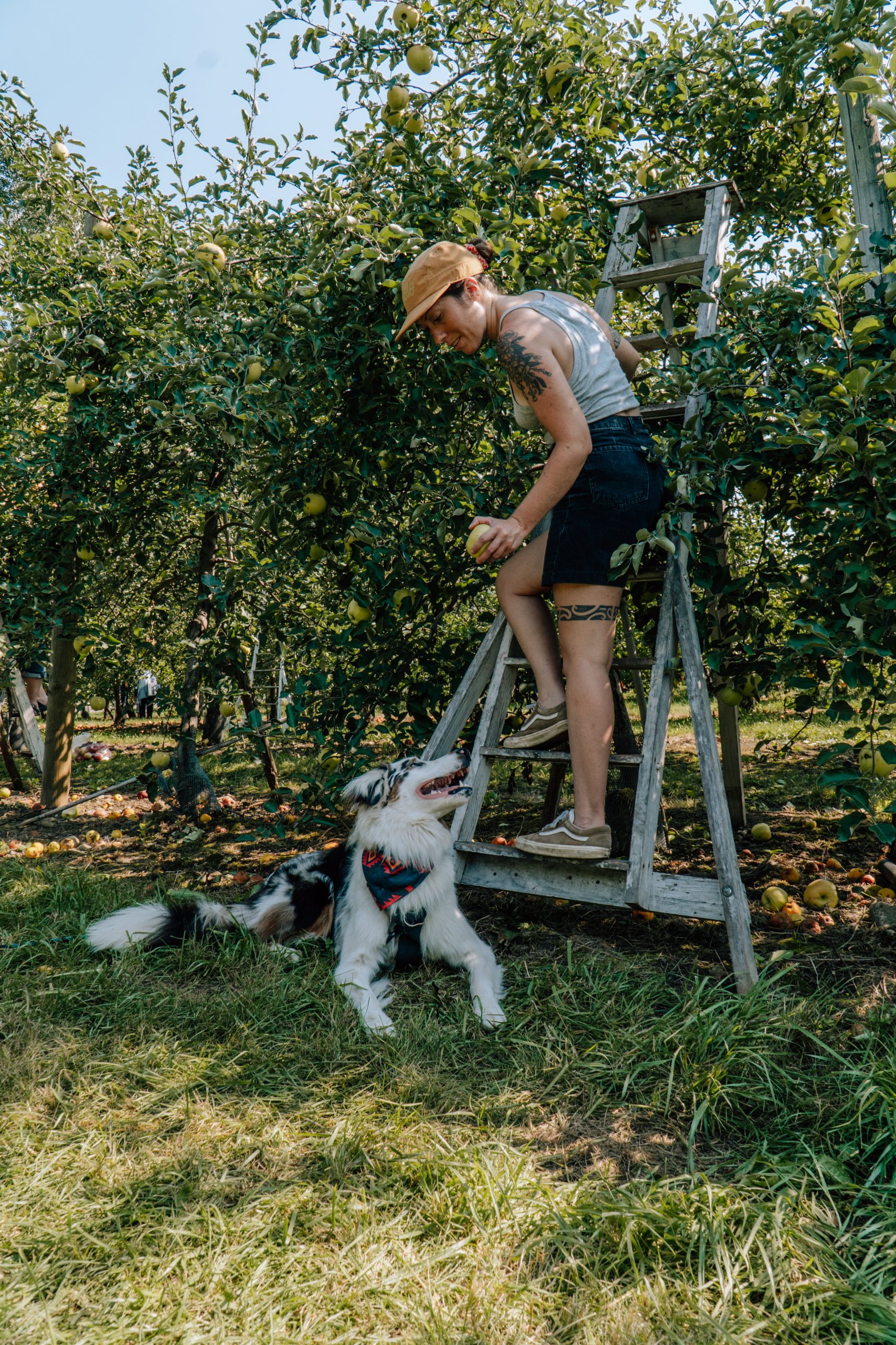Autocueillette de pommes avec son chien