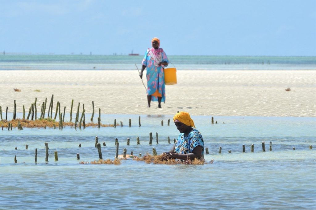 culture des algues à Zanzibar