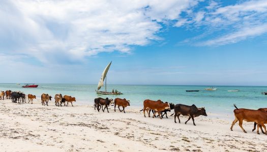 Zanzibar : les 10 plus belles plages
