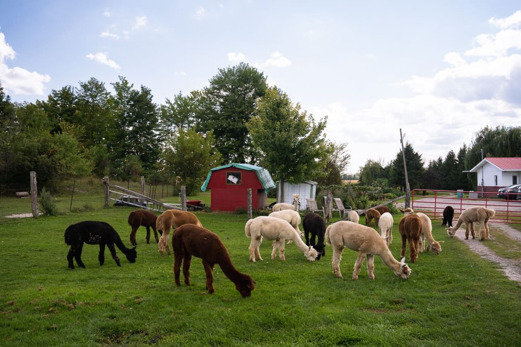 Ferme Les Alpagas de Willow Lane dans le Pontiac en Outaouais