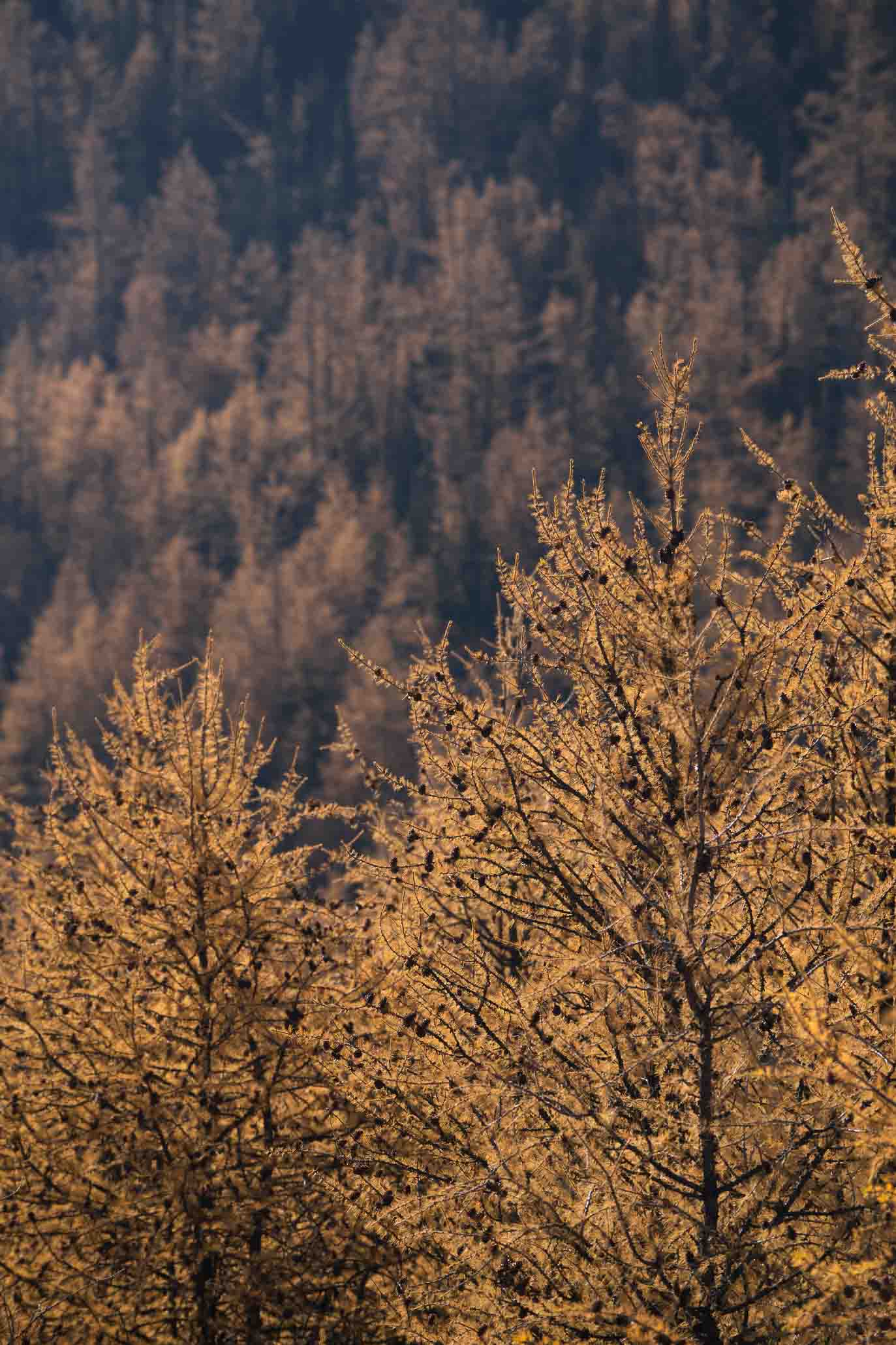 les mélèzes dorés dans les Rocheuses canadiennes à l'automne