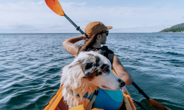 Itinéraire dog-friendly pour un road trip sur la Côte-Nord avec son chien