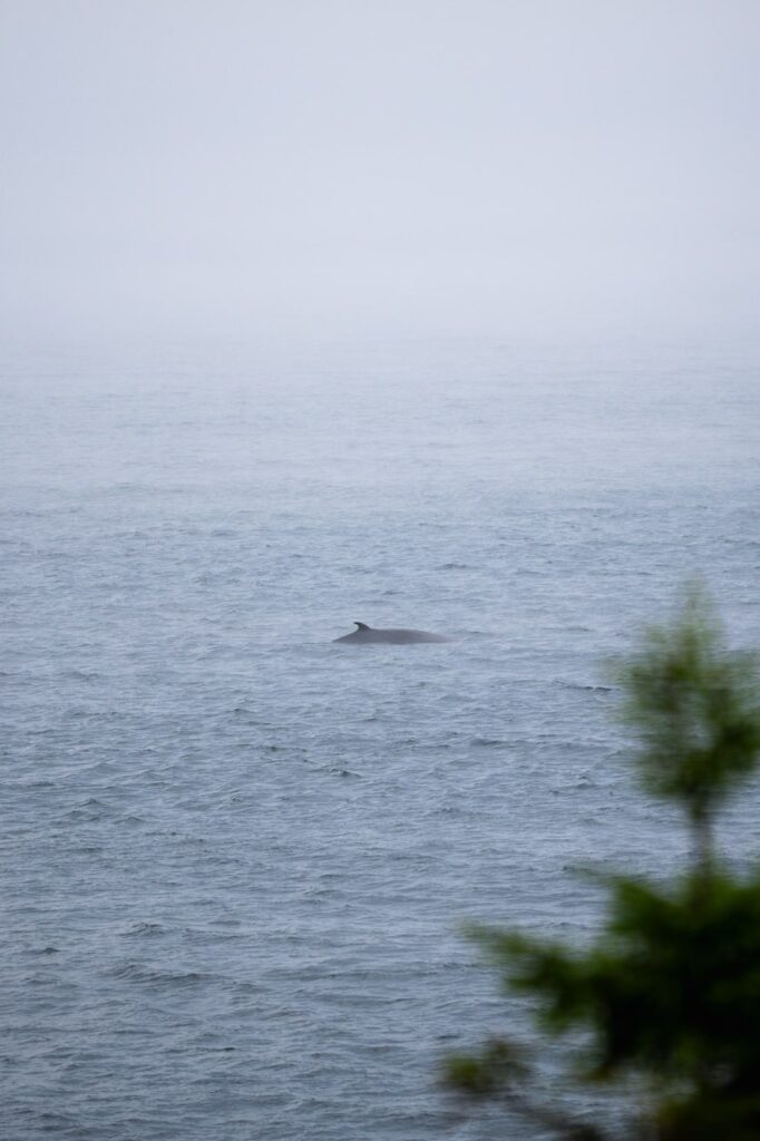 Observation de baleines chez Mer et monde