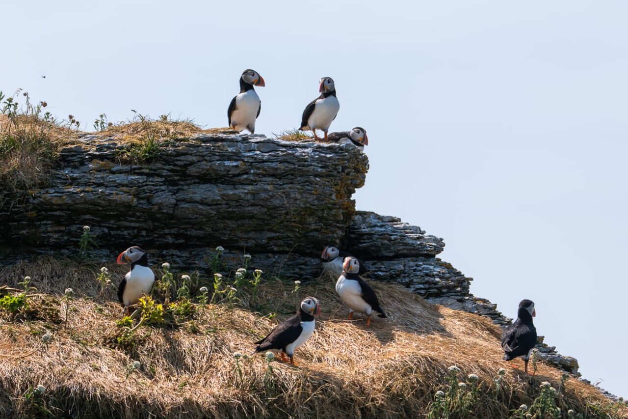 Macareux moine sur l'île aux Perroquets dans l'archipel de Mingan