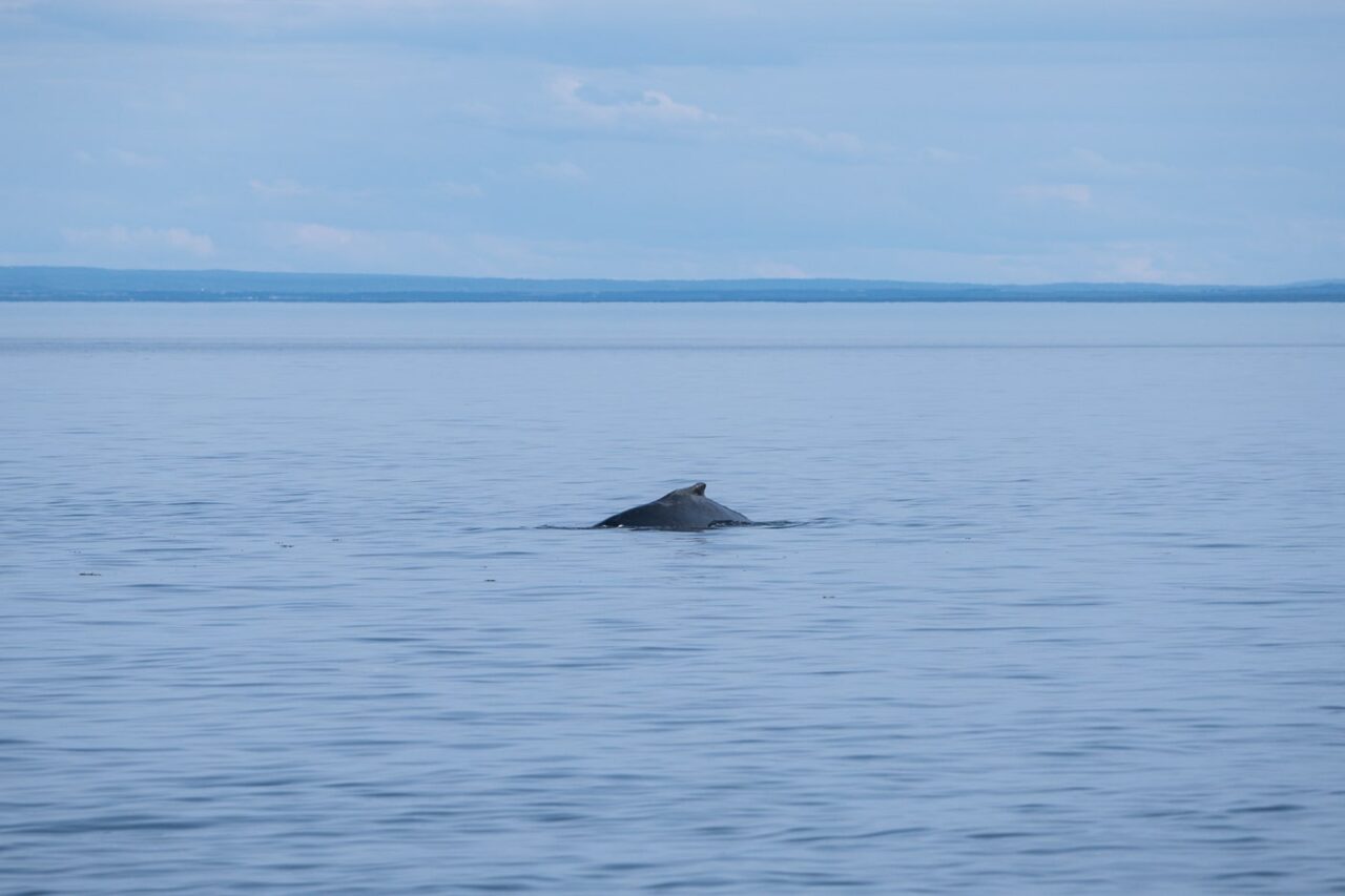 Observation d'une baleine au Centre d’interprétation et d’observation de Cap-de-Bon-Désir