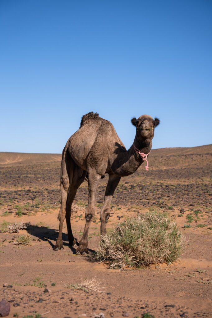 Dromadaire dans le désert du Sahara